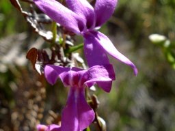 Cyphia volubilis petal lobe markings